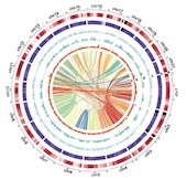 彭成团队在Frontiers in Plant Science发表分析姜黄素的生物合成以及块根发育相关的研究成果