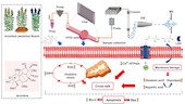 张艺研究员团队在《Journal of pharmaceutical analysis》发表基于微流控芯片-质谱联用探究乌头碱神经毒性机制的相关研究成果