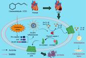 曾南教授团队在《Chemico-Biological Interactions》发表肉桂醛抗心肌缺血/再灌注损伤的研究成果