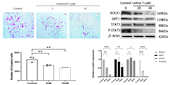 彭成团队在《Phytochemistry》发表川乌地上部分多样性生物碱发现及其抗肿瘤作用的研究成果