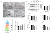 彭成研究员团队在《Journal of Ethnopharmacology》发表乌头类中药中乌头碱致神经毒性新机制研究成果