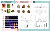 张艺研究员团队在《Arabian Journal of Chemistry》发表藏药糌粑制铁棒锤炮制机制研究成果