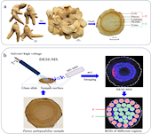 实验室在《Food Chemistry》发表DESI质谱成像-空间代谢组学联用分析西洋参不同微区差异成分的研究成果