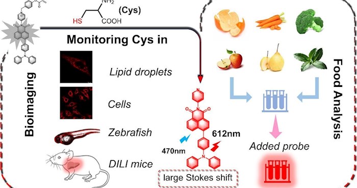 实验室学者在《Food Chemistry》发表荧光探针在药物性肝损伤和食品中Cys监测相关研究成果